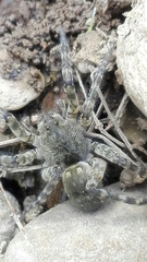 Arctosa cinerea