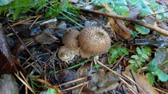 Lycoperdon perlatum