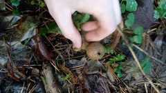 Lycoperdon perlatum