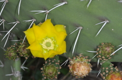 Opuntia amyclaea