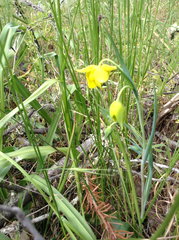 Calochortus amabilis