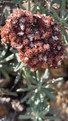 Eriogonum arborescens