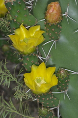 Opuntia amyclaea