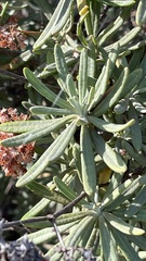 Eriogonum arborescens