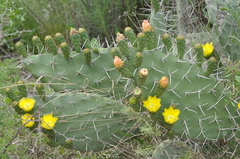 Opuntia amyclaea
