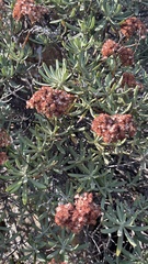 Eriogonum arborescens