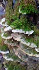 Fungi