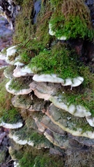 Fungi