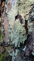 Lecanoromycetes