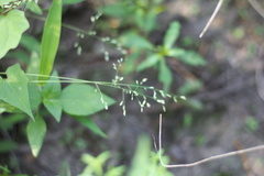 Poa sylvestris