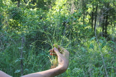 Poa sylvestris
