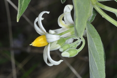 Solanum stuckertii