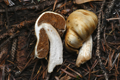 Cortinarius pinguis