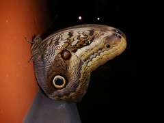 Caligo oileus scamander