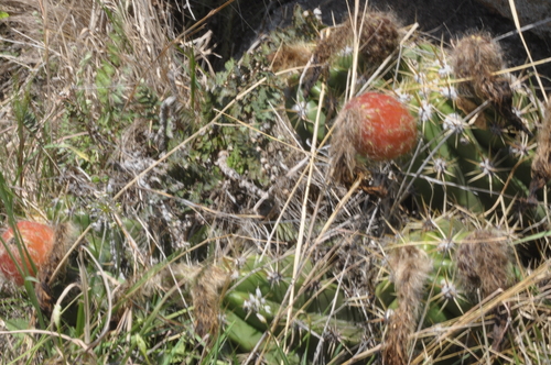 Soehrensia candicans
