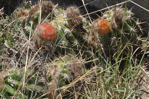 Soehrensia candicans