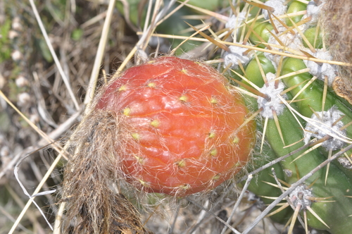 Soehrensia candicans