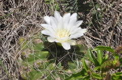 Gymnocalycium monvillei
