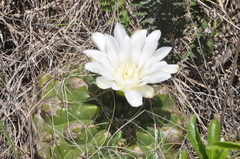 Gymnocalycium monvillei