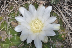 Gymnocalycium monvillei