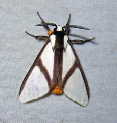 Turuptiana
