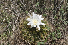 Gymnocalycium monvillei
