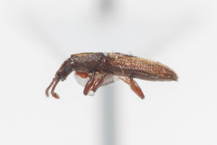 Oryzaephilus surinamensis