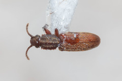 Oryzaephilus surinamensis