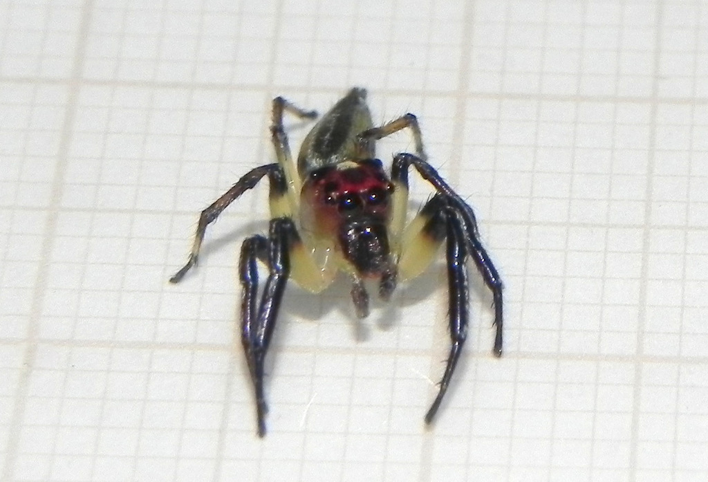 Colonus alineae