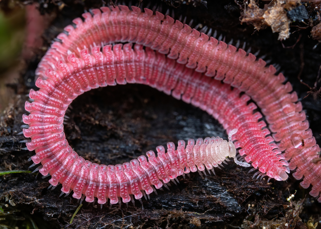 Millipedes