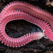Millipedes - Photo (c) Marshal Hedin, some rights reserved (CC BY-NC-SA), uploaded by Marshal Hedin