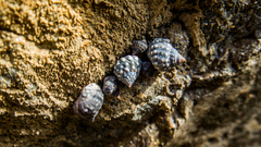 Echinolittorina vermeiji