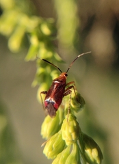 Horciasinus argentinus
