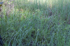 Carex lupuliformis