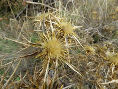 Carlina graeca