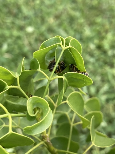 Poey's Furrow Bee (Halictus poeyi), a species recorded in Florida