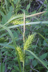 Carex lupuliformis