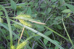 Carex lupuliformis