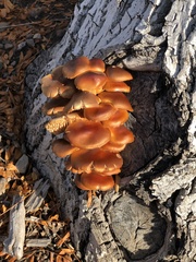 Basidiomycota