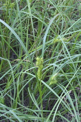 Carex lupuliformis
