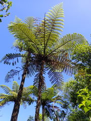 Cyathea medullaris