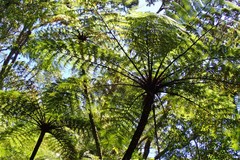 Cyathea medullaris