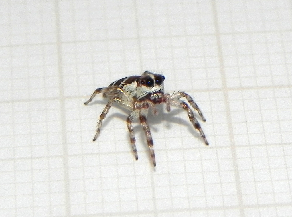 Philira micans