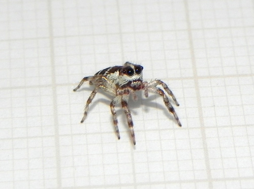 Philira micans