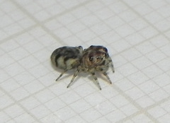 Atelurius segmentatus