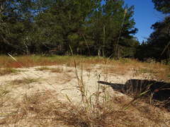 Bothriochloa longipaniculata