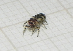 Atelurius segmentatus