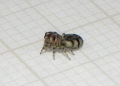 Atelurius segmentatus