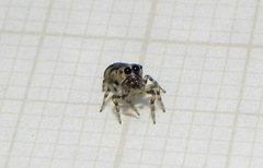 Atelurius segmentatus