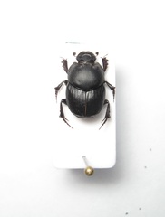 Onthophagus vitulus